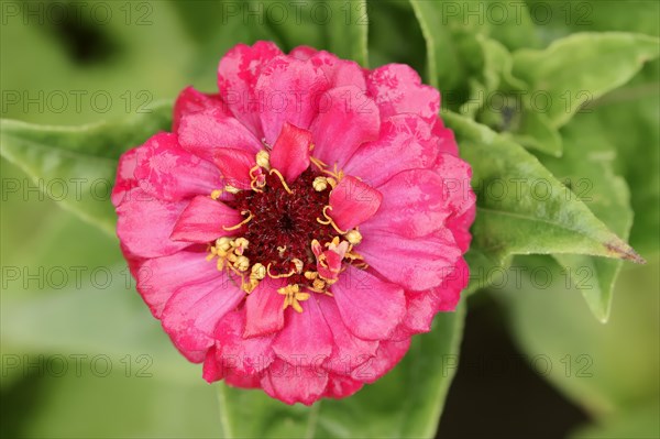 Zinnia (Zinnia elegans, Zinnia violacea), flower, ornamental plant, North Rhine-Westphalia, Germany, Europe