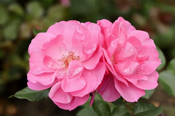 Shrub rose or rose 'Heidetraum' (Rosa hybrida), flowers, ornamental plant, North Rhine-Westphalia, Germany, Europe