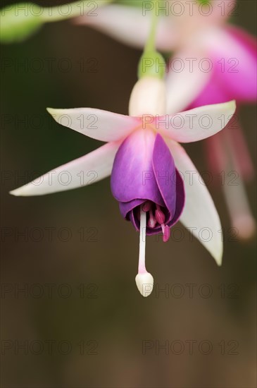 Fuchsia 'Eva Boerg' (Fuchsia hybride), flower, ornamental plant, North Rhine-Westphalia, Germany, Europe