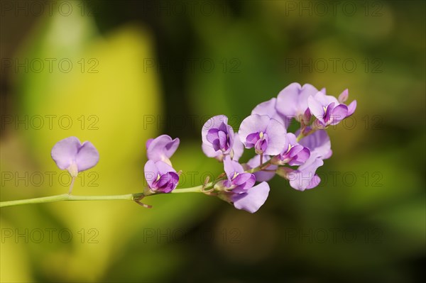 Coral pea or purple coral pea (Hardenbergia violacea), flowers, native to Australia, ornamental plant, North Rhine-Westphalia, Germany, Europe