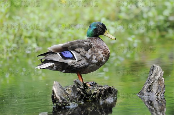 Mallard (Anas platyrhynchos), drake, North Rhine-Westphalia, Germany, Europe