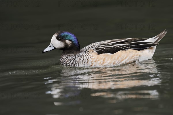 Chilean wigeon or Chilean wigeon (Anas sibilatrix, Mareca sibilatrix), captive, occurring in South America