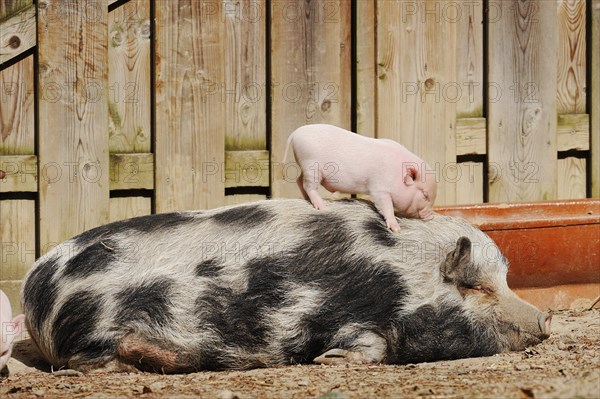 Goettingen minipig (Sus scrofa f. domestica), sow and piglet, North Rhine-Westphalia, Germany, Europe