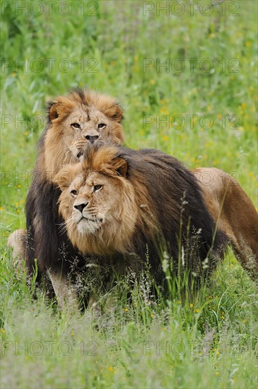 African lion (Panthera leo), two males, captive, occurring in Africa