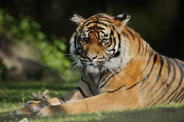 Sumatran tiger (Panthera tigris sumatrae), male, captive, occurring on Sumatra, Indonesia, Asia