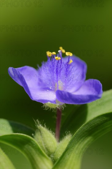 Garden three-master flower (Tradescantia andersoniana), flower, ornamental plant, North Rhine-Westphalia, Germany, Europe