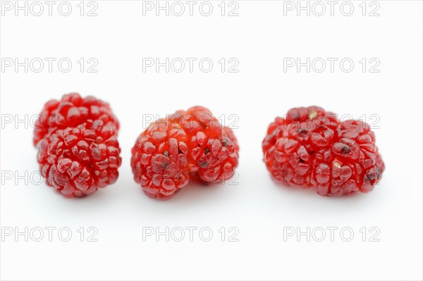 Strawberry spinach (Chenopodium foliosum, Blitum virgatum), fruits on a white background, vegetable and ornamental plant