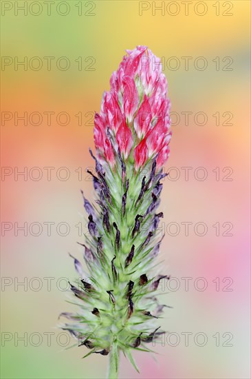 Purple clover or purple clover (Trifolium rubens), North Rhine-Westphalia, Germany, Europe