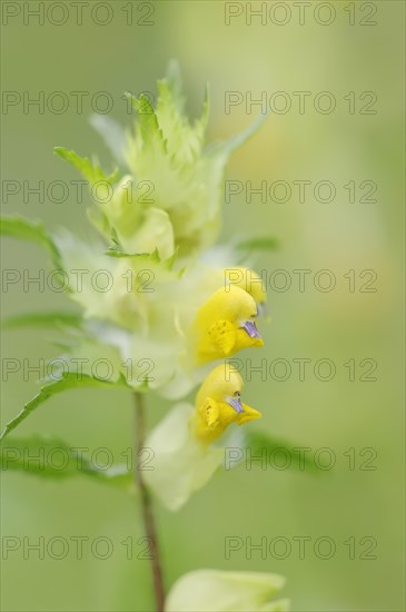 Greater yellow-rattle (Rhinanthus angustifolius), flowers, North Rhine-Westphalia, Germany, Europe