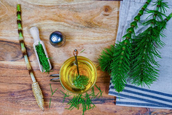 Infusion of horsetail Equisetum arvense, medicinal plant for health care with fresh branches just picked from the field