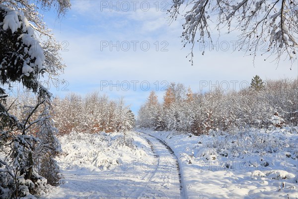 Snow-covered winter forest on the Rothaarsteig, Siegerland, North Rhine-Westphalia, Germany, Europe