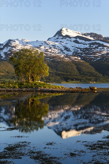 Landscape in Norway. The Balsfjord with a view of the mountain Fugltinden. A small island with a tree in the sea. At night at the time of the midnight sun, good weather, blue sky. Early summer. Reflection. Near Laksvatn, Troms, Norway, Europe