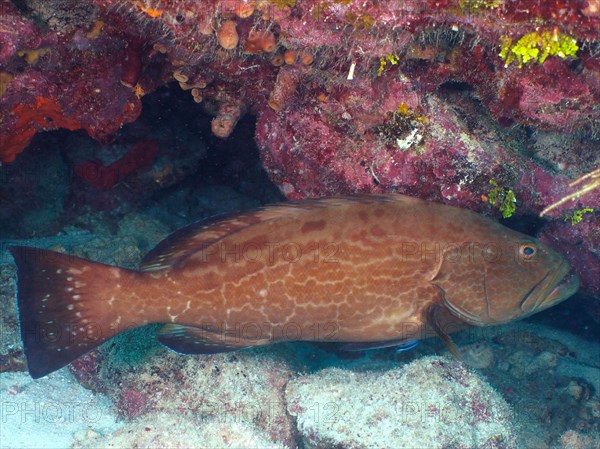 Black grouper (Mycteroperca bonaci), John Pennekamp Coral Reef State Park dive site, Key Largo, Florida Keys, Florida, USA, North America