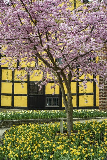 Flowering Winter Cherry (Prunus x subhirtella) 'Autmnalis ' rosea at halftimbered house in Ystad, Scania, Skane, Sweden, Scandinavia, Northern Europe, Europe