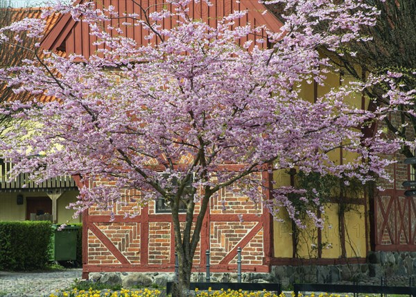 Flowering Winter Cherry (Prunus x subhirtella) 'Autmnalis ' rosea at halftimbered house in Ystad, Scania, Skane, Sweden, Scandinavia, Northern Europe, Europe