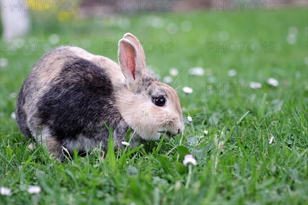 Rabbit (Oryctolagus cuniculus domestica), domestic animal, grass, eating, close-up of a rabbit in the meadow. The animal is munching on fresh grass