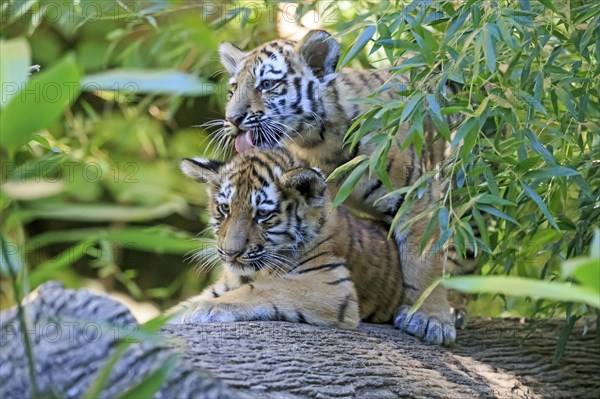 A tiger young cleaning its sibling on a tree trunk, Siberian tiger, Amur tiger, (Phantera tigris altaica), cubs