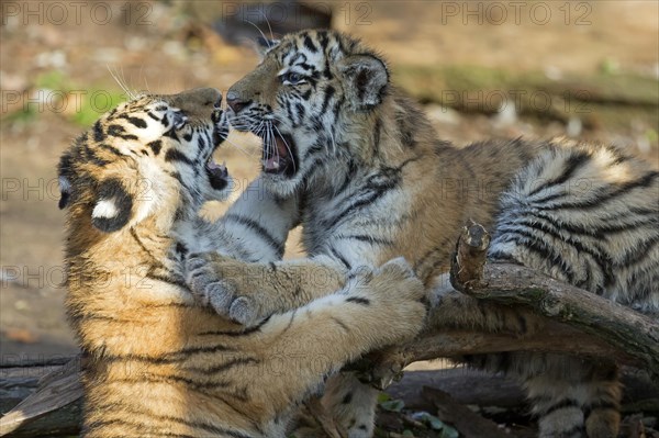 Two tiger cubs in a playful fight in the sunlight with open mouth, Siberian tiger, Amur tiger, (Phantera tigris altaica), cubs