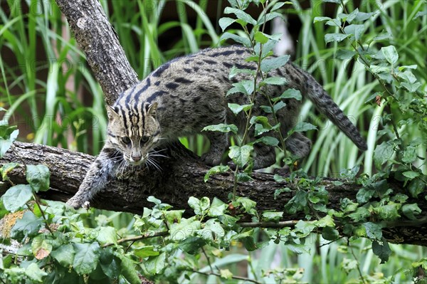 A fishing cat (Prionailurus viverrinus)