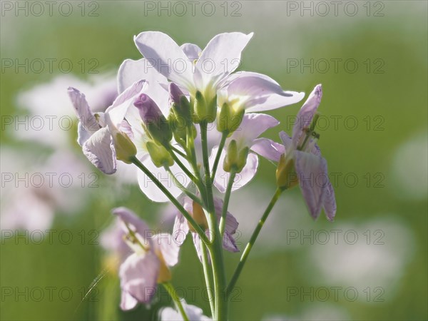 Cuckoo flower (Cardamine pratensis), Leoben, Styria, Austria, Europe