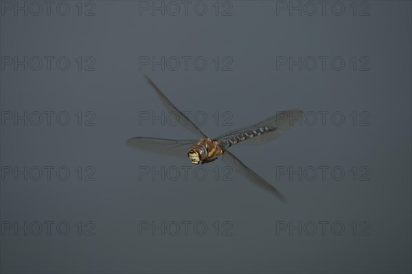 Migrant hawker dragonfly (Aeshna mixta) adult in flight in summer, Suffolk, England, United Kingdom, Europe