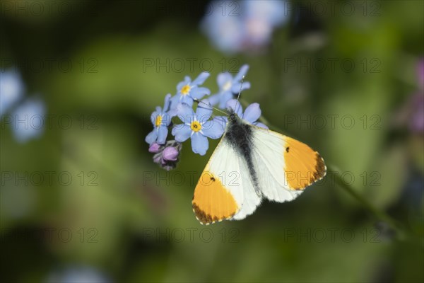 Orange tip butterfly (Anthocharis cardamines) adult male feeding on Forget-me-not flowers in spring, Suffolk, England, United Kingdom, Europe