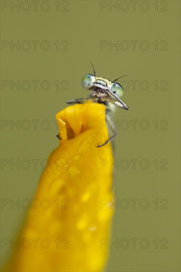 Common blue damselfly (Enallagma cyathigerum) adult on a Yellow iris flower in summer, Norfolk, England, United Kingdom, Europe