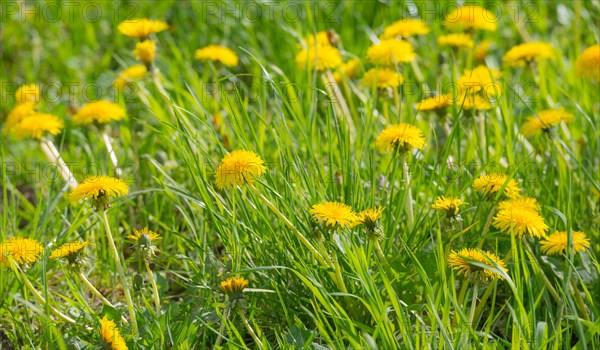 Many yellow flowers of dandelion, dandelion, buttercup, common dandelion (Taraxacum ruderalia) shine on a sunny day on a green meadow in the grass, spring, spring, summer on a green meadow, Allertal, Lower Saxony, Germany, Europe