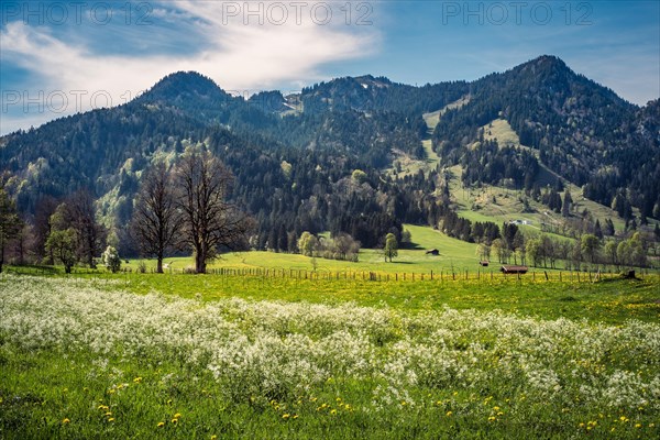 Nature, meadow, flowers, plants, dandelion, Taraxacum officinale, landscape, spring, mountains, Alps, Brauneck, Isarwinkel, Wegscheid, Lenggries, Bavaria, Germany, Europe