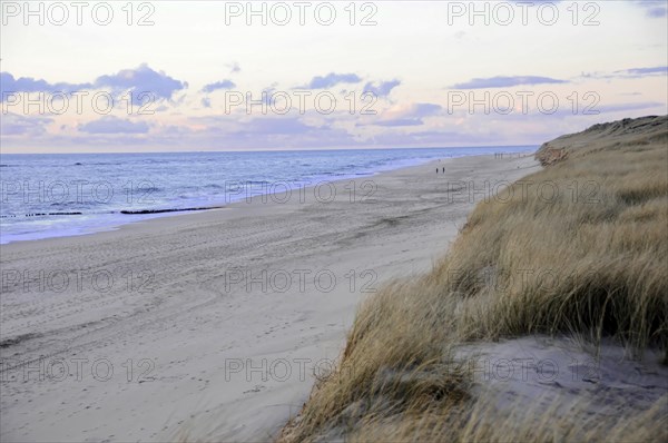 Beach at Dikjen Deel, Sylt, beach section with dunes and high grass under a cloudy sky, Sylt, North Frisian Island, Schleswig-Holstein, Germany, Europe