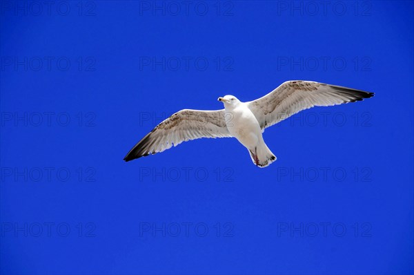 European herring gull (Larus argentatus), gull gliding with open wings in front of a monochrome blue sky, Sylt, North Frisian Island, Schleswig-Holstein, Germany, Europe