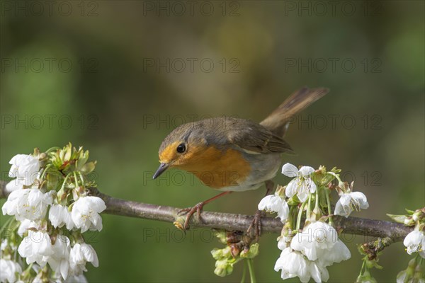 A robin (Erithacus rubecula) on a blossoming cherry branch in the light, Baden-Wuerttembereg, Germany, Europe