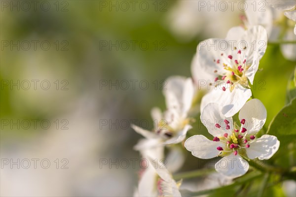 Pear tree blossom (Pyrus), pome fruit family (Pyrinae), meadow orchard, spring, Langgassen, Pfullendorf, Linzgau, Baden-Wuerttemberg, Germany, Europe