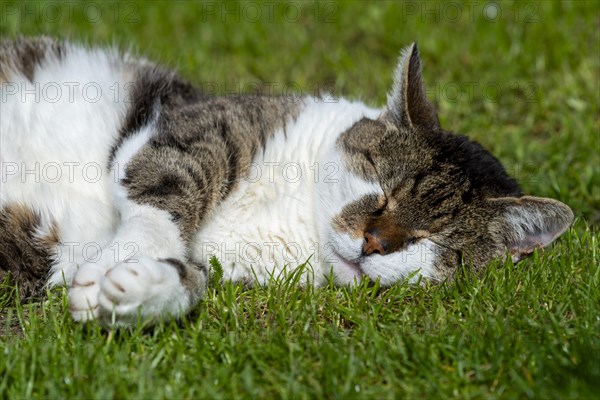 Snoozing and contented domestic cat (Felis catus), Blaustein, Baden-Wuerttemberg, Germany, Europe