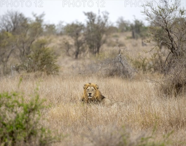Lion (Panthera leo), adult male, sitting in high grass, Kruger National Park, South Africa, Africa