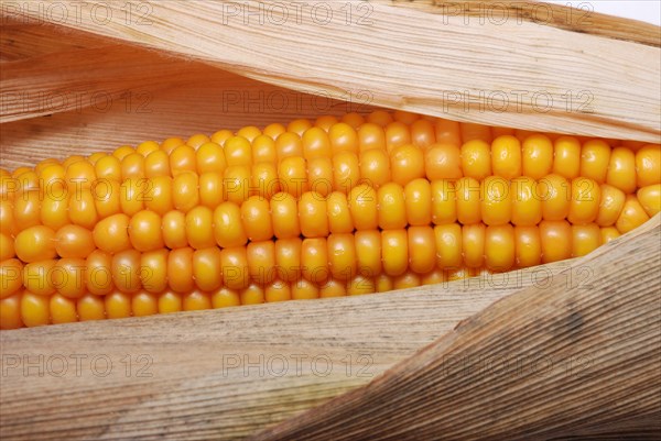 An ear of ripe corn