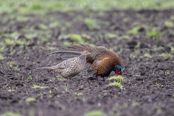 Hunting pheasants (Phasianus colchicus), courtship display, Emsland, Lower Saxony, Germany, Europe