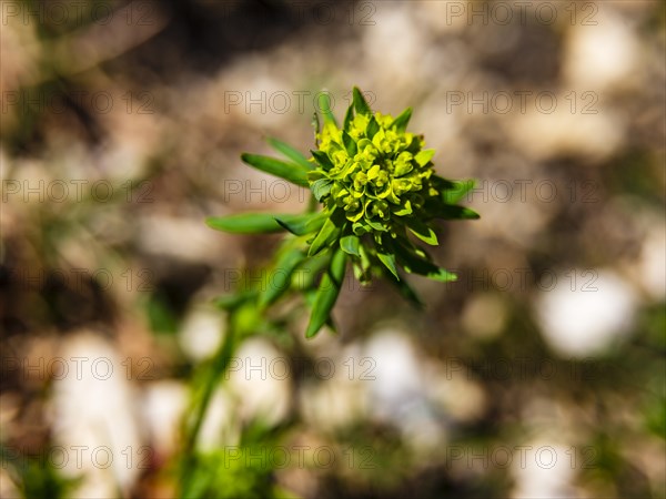 Cypress spurge (Euphorbia cyparissias), Berchtesgaden National Park, Halsalm, Ramsau, Berchtesgadener Land, Bavaria, Germany, Europe