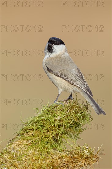 Marsh tit (Parus palustris) on a branch overgrown with moss, Siegerland, North Rhine-Westphalia, Germany, Europe