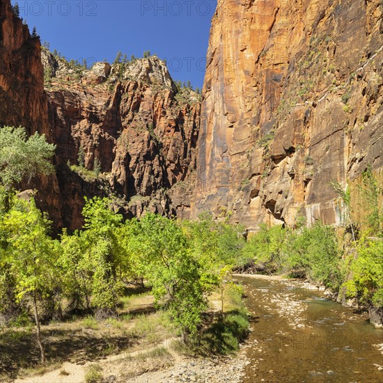 Riverside Walk, Temple of Sinawava, Zion National Park, Colorado Plateau, Utah, USA, Zion National Park, Utah, USA, North America