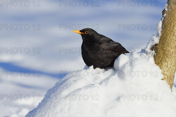 Blackbird (Turdus merula) male, sitting on a pile of snow in winter, Wilnsdorf, North Rhine-Westphalia, Germany, Europe