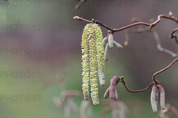 Common hazels (Corylus avellana), twig with male hazelnut blossoms, allergy, pollen, North Rhine-Westphalia, Germany, Europe