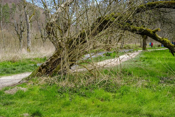 On the edge of the Wiesaz in the Wiesaz valley in the Swabian Alb near Goenningen, Baden-Wuerttemberg, Germany, Europe