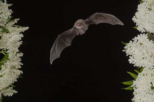 Common bent-wing bat (Miniopterus schreibersii) flying past a flowering elder (Sambucus), Pleven, Bulgaria, Europe