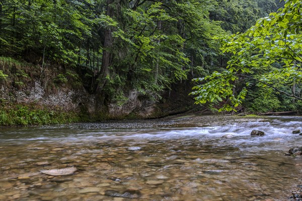 Natural landscape and vegetation in the Eistobel, in the nature reserve of the same name near Gruenenbach in West Allgaeu, Bavaria, Germany, Europe