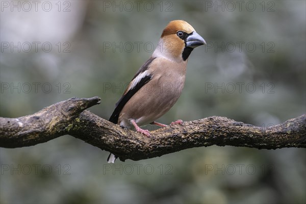 Hawfinch (Coccothraustes coccothraustes), Emsland, Lower Saxony, Germany, Europe