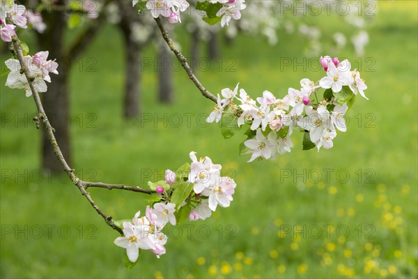 Branches of a blossoming apple tree, meadow orchard, Baden, Wuerttemberg, Germany, Europe