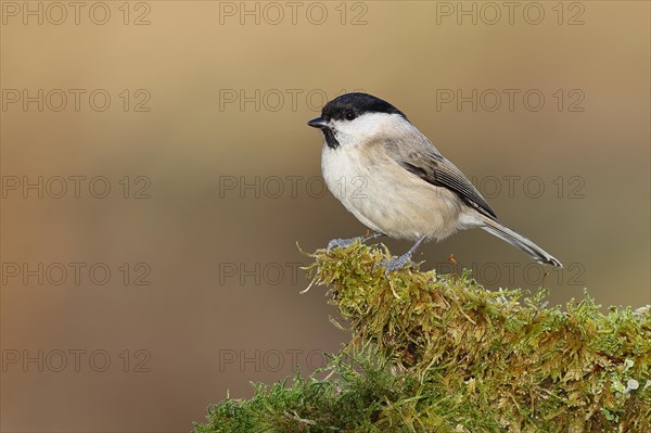 Willow Tit (Parus montanus) sitting on a tree root covered with moss, Wilnsdorf, North Rhine-Westphalia, Germany, Europe