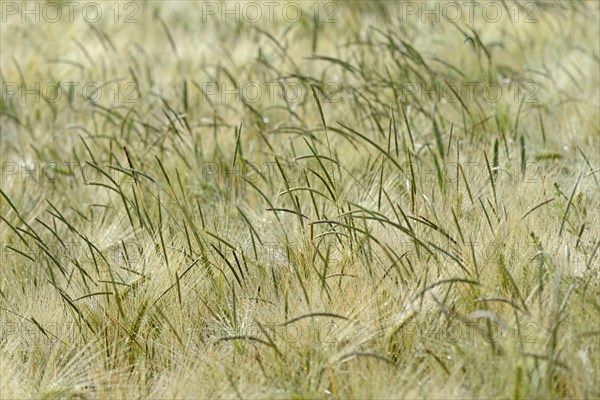 Foxtail grass (Alopecurus) in a green cereal field, North Rhine-Westphalia, Germany, Europe