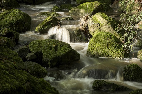 Mountain stream in the forest with mossy basalt rocks, blocks of basalt in the stream bed, Tertiary volcano, flowing water, motion blur, Krummbach, Vogelsberg Volcanic Region nature park Park, Nidda, Wetterau, Hesse, Germany, Europe